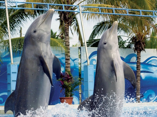 Puerto Vallarta dolphins 
