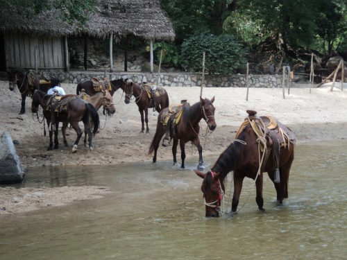  Puerto Vallarta Horseback Tour 